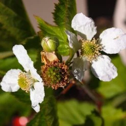 Boysenberry Bush | Rubus 9 Boysenberry Bush | Rubus -Greenzy Sales Store boysenberry 4