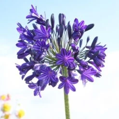 Agapanthus 'Royal Velvet' -Greenzy Sales Store brer09527sq