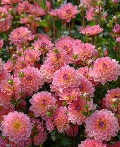 Dahlia 'Pacific View' -Greenzy Sales Store brer09906