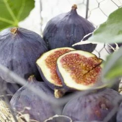UK Hardy Fig Tree | 'Brown Turkey' -Greenzy Sales Store brownturkeyfigs