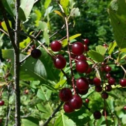 The 3 Best Fruit Trees For Small Gardens | Apple, Cherry & Fig 9 The 3 Best Fruit Trees For Small Gardens | Apple, Cherry & Fig -Greenzy Sales Store cherrytree21 10 9106be21 ba8a 4a4f 93c0 754bae68b0c1