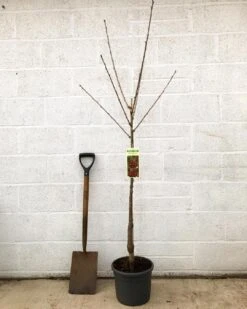 'Van' Cherry Tree -Greenzy Sales Store cherryvanpotted