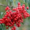 Cut Leaf Rowan Tree | Sorbus 'Chinese Lace' -Greenzy Sales Store chineselace 1
