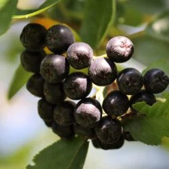 Unusual Berry Collection -Greenzy Sales Store chokeberries