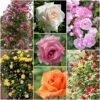 Repeat Flowering Climbing Rose Collection -Greenzy Sales Store climbingroses 1