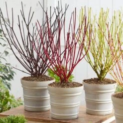 Best Value Cornus Collection | Winter Hedging -Greenzy Sales Store cornuscollection 2