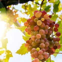 'Crimson Seedless' Grape Vine -Greenzy Sales Store crimson seedless