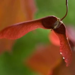 Purple-Leaved Norway Maple Tree | Acer Platanoides 'Crimson King' -Greenzy Sales Store crimsonking 3