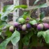 'Czar' Plum Tree -Greenzy Sales Store czar 1