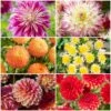 Premium Dahlia Plants Collection 3 Premium Dahlia Plants Collection -Greenzy Sales Store dahlia collection 1