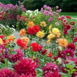 Premium Dahlia Plants Collection -Greenzy Sales Store dahliacol 1