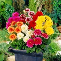 Premium Dahlia Plants Collection -Greenzy Sales Store dahliacol 2