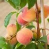 'Duke Of York' Peach Tree -Greenzy Sales Store dukeofyorkpeach 1