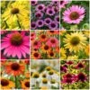 Ultimate Echinacea Collection -Greenzy Sales Store echinaceacollection 1 b8bfb8da 79a0 4af7 b3c6 a74122684fa6