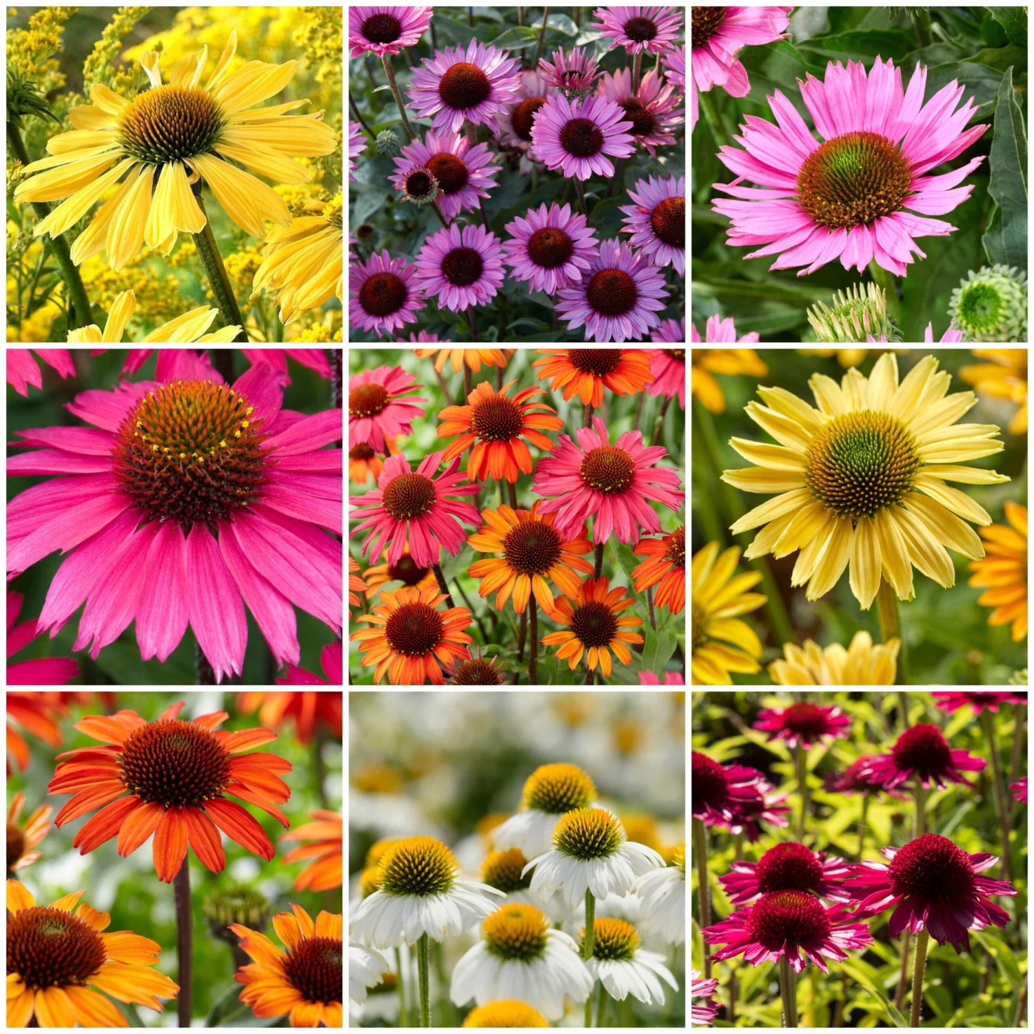Ultimate Echinacea Collection 1 Ultimate Echinacea Collection