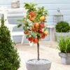 'Ecolette' Patio Apple Tree | 4.5L Pot -Greenzy Sales Store ecolette1
