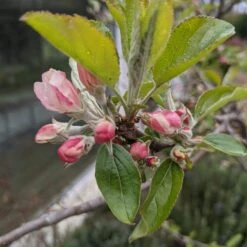 Egremont Russet Apple Tree Dwarfing Rootstock -Greenzy Sales Store egremontrussetblossom