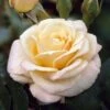 'Many Thanks' Groundcover Rose -Greenzy Sales Store elbo02712 many thanks