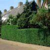 Fast Growing Evergreen Hedging Wildlife Mix | Growers' Choice -Greenzy Sales Store elbo14556 hedging