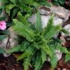 Hard Fern | Blechnum Spicant -Greenzy Sales Store elbo14675
