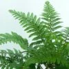 Makino's Holly Fern | Polystichum Makinoi -Greenzy Sales Store elbo38935