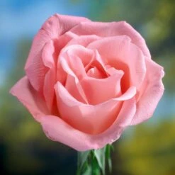 'Saphir' Shrub Rose -Greenzy Sales Store elbo58827 saphir