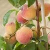 Avalon Pride Peach Tree -Greenzy Sales Store elbo59874