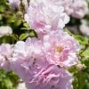 'Bonica' Shrub Rose -Greenzy Sales Store elbo67629 bonica