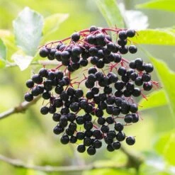 Best Mixed Native Wildlife Hedging | Growers' Choice -Greenzy Sales Store elderberry SHR0256 e670855f 782d 4eb9 96dc 812685d53493