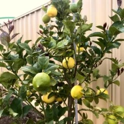 'Eureka' Patio Lemon Tree | 4 Seasons Lemon 8 'Eureka' Patio Lemon Tree | 4 Seasons Lemon -Greenzy Sales Store eurekalemon