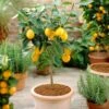 'Eureka' Patio Lemon Tree | 4 Seasons Lemon