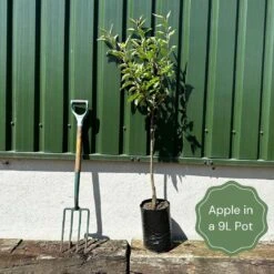 Laxton's Superb Apple Tree -Greenzy Sales Store example apple 6860e851 da0a 4a9e bf18 bf11c08dcd5f