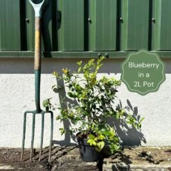 Ozarkblue' Blueberry Bush -Greenzy Sales Store example blueberry a7036fb9 07f1 4144 a4d4 fafddc5368bf