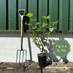 'Little Miss Figgy' Patio Fig Tree -Greenzy Sales Store example fig b13f0727 1547 42f6 8450 13cd3e252bff
