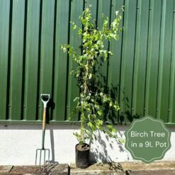 Weeping Silver Birch Tree | Betula Pendula Youngii -Greenzy Sales Store examplebirch 740e6af7 6a3b 4195 8447 88ef12309948