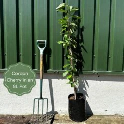 Sunburst Cherry Tree -Greenzy Sales Store examplecordoncherry