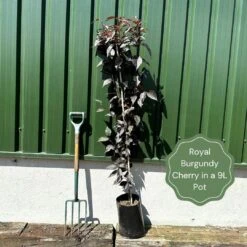 Purple Leaf Cherry Blossom Tree | Prunus Serrulata 'Royal Burgundy' -Greenzy Sales Store exampleroyalburgundy