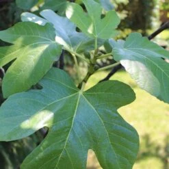UK Hardy Fig Tree | 'Brown Turkey' -Greenzy Sales Store figleaves