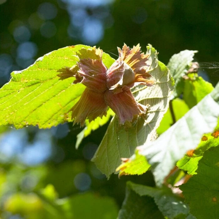 'Cosford' Cobnut Tree | Corylus Avellana 2 'Cosford' Cobnut Tree | Corylus Avellana - Image 2