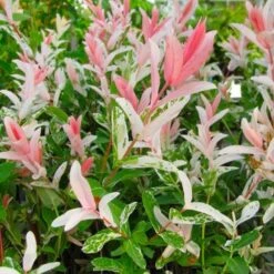 Flamingo Willow Tree | Salix Integra Hakuro Nishiki -Greenzy Sales Store flamingo willow pink