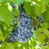 'Boskoop Glory' Seedless Outdoor Grape Vine -Greenzy Sales Store fru0072 5
