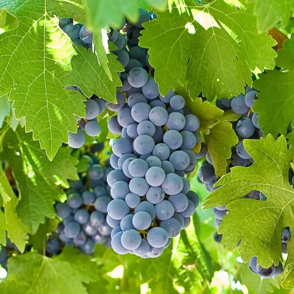 'Boskoop Glory' Seedless Outdoor Grape Vine 1 'Boskoop Glory' Seedless Outdoor Grape Vine