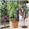 Award Winning Patio Fruit Tree Collection | Cherry, Pear & Plum | Growers' Choice -Greenzy Sales Store fruit collection