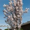 White Columnar Cherry Blossom Tree | Prunus 'Spire' -Greenzy Sales Store gaar00399 spire