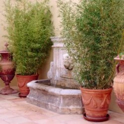 Golden Bamboo | Phyllostachys Aurea -Greenzy Sales Store goldenbamboo 5