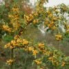 'Golden Hornet' Crabapple Tree -Greenzy Sales Store goldenhornet