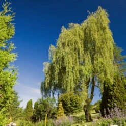 Golden Weeping Willow Tree | Salix Chrysocoma 16 Golden Weeping Willow Tree | Salix Chrysocoma -Greenzy Sales Store goldenweeping1