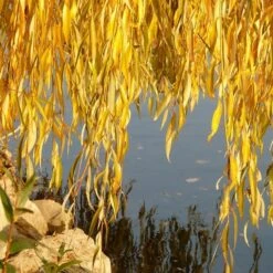 Golden Weeping Willow Tree | Salix Chrysocoma 14 Golden Weeping Willow Tree | Salix Chrysocoma -Greenzy Sales Store goldenweepingautumn