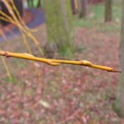 Golden Weeping Willow Tree | Salix Chrysocoma 15 Golden Weeping Willow Tree | Salix Chrysocoma -Greenzy Sales Store goldenweepingbranch