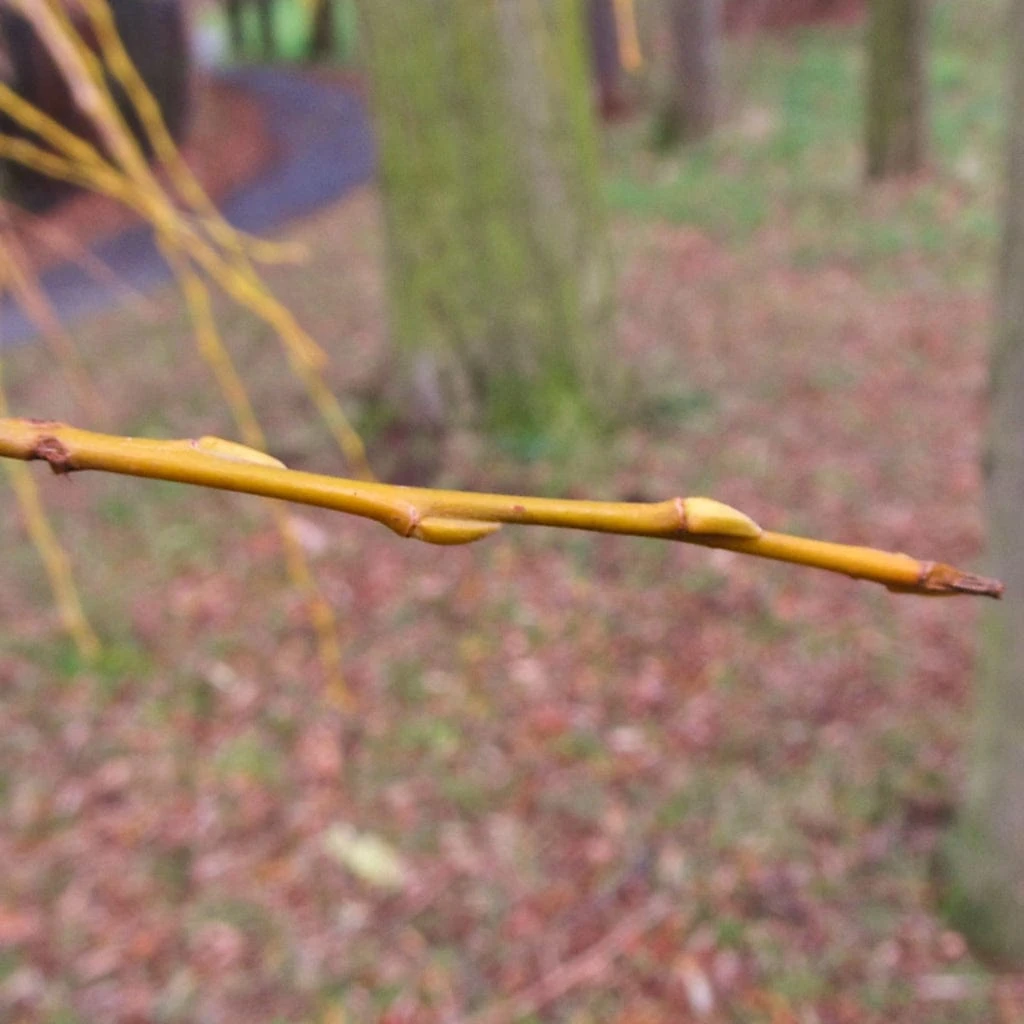 Golden Weeping Willow Tree | Salix Chrysocoma 7 Golden Weeping Willow Tree | Salix Chrysocoma - Image 7